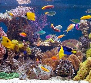 12 Easy Steps To Setting Up Your Own Aquarium At Home