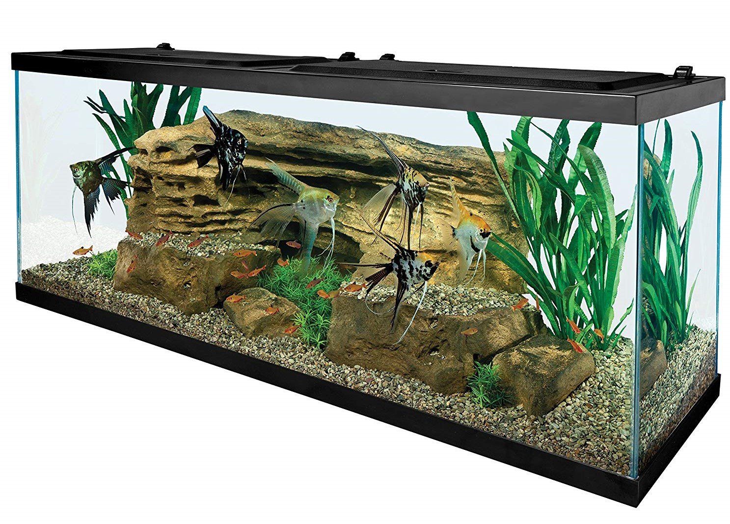 Easy Steps To Setting Up Your Own Aquarium At Home