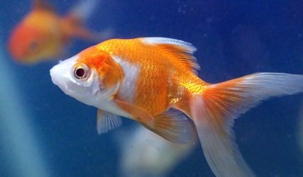 Goldfish victims of their own success