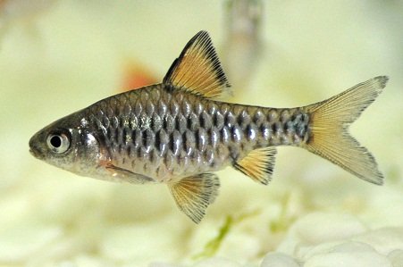 Checkered barb, Oliotius oligolepis