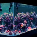 2000 gallon reef tank