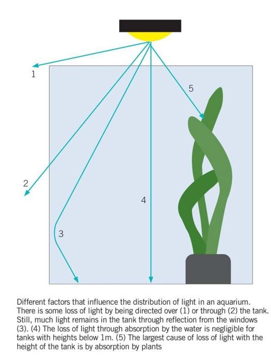 Light Distribution