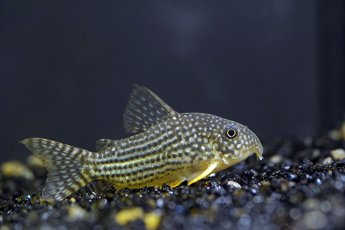 Corydoras sterbai