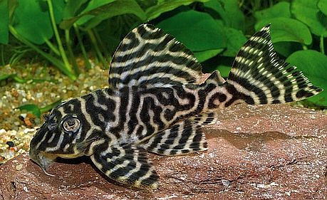 Tiger Pleco