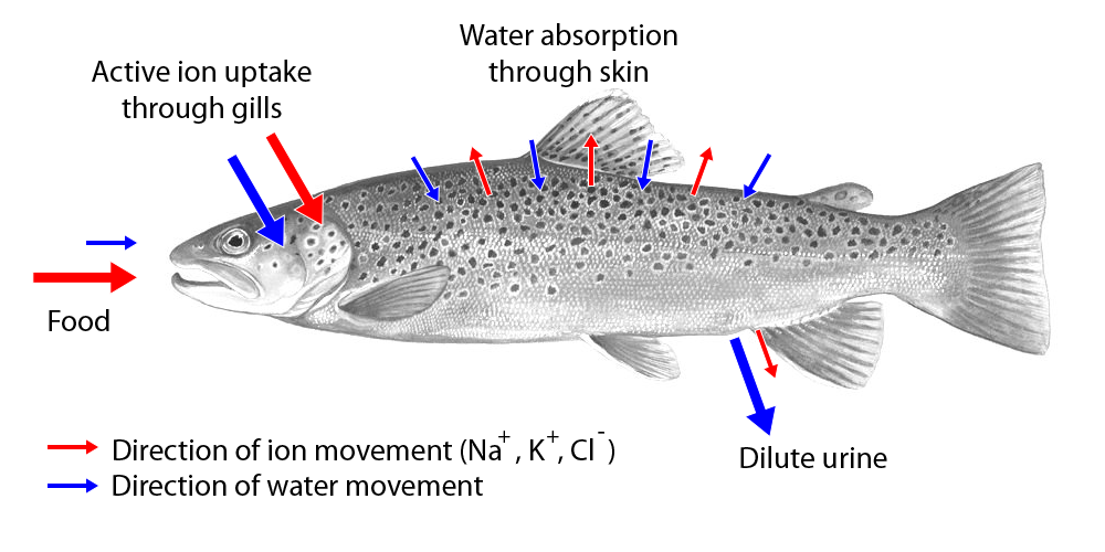 Movement of water and ions in freshwater fish