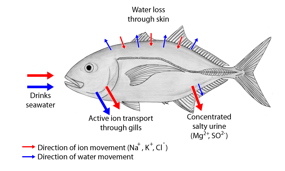 Movement of water and ions in saltwater fish