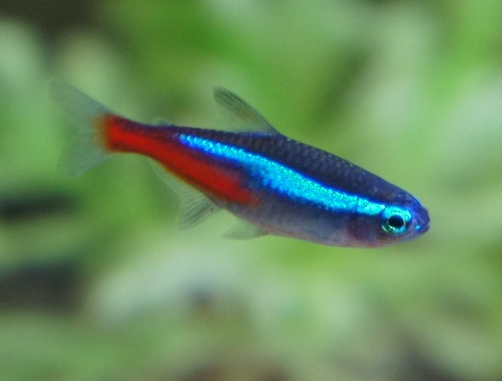 Tetra