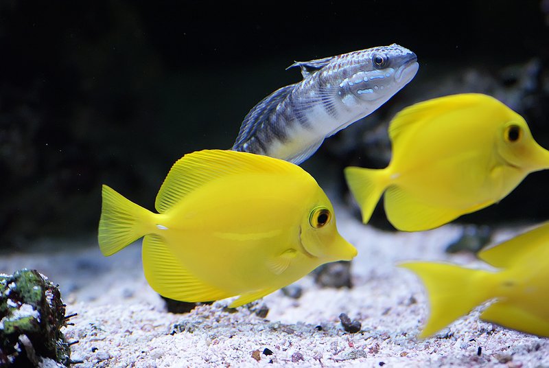 Marine Fish