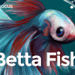 betta fish care guide