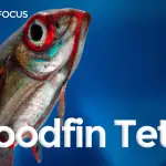 bloodfin tetra care guide