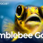 bumblebee goby care guide