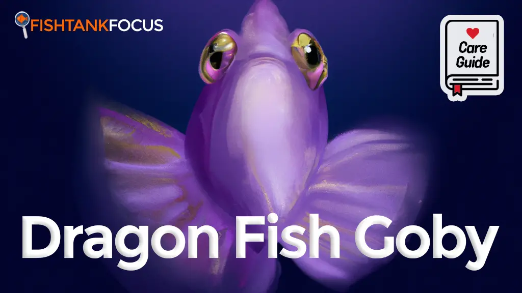 dragon fish goby care guide