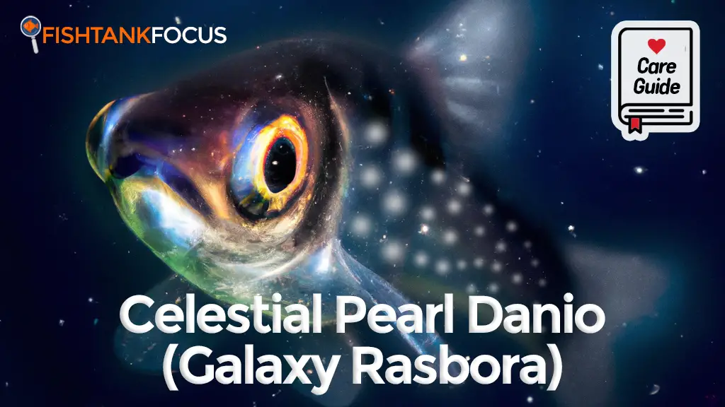 Celestial Pearl Danio Care Guide