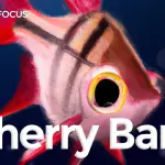 Cherry Barb Care Guide