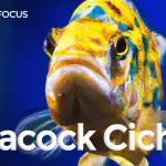 Peacock Cichlid Care Guide
