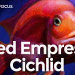 red empress cichlid care guide