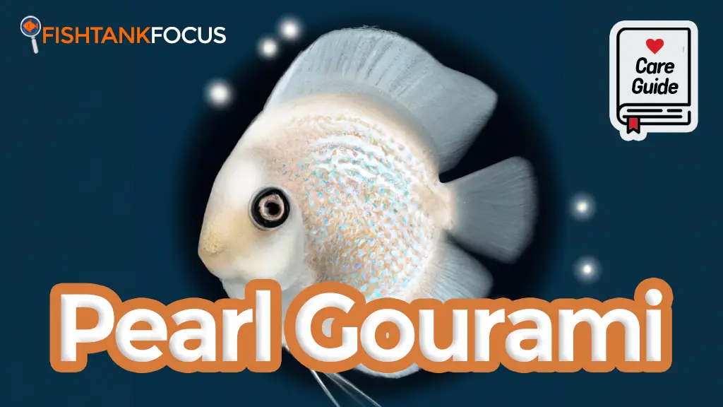Pearl Gourami Care