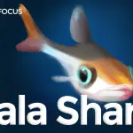 Bala Shark Care Guide