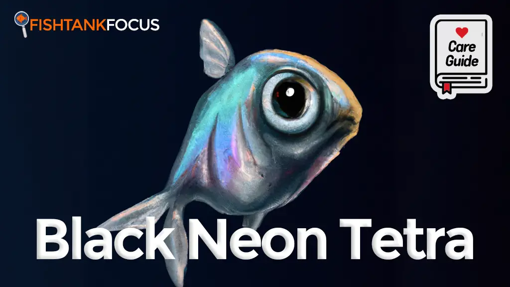 Black Neon Tetra Care Guide