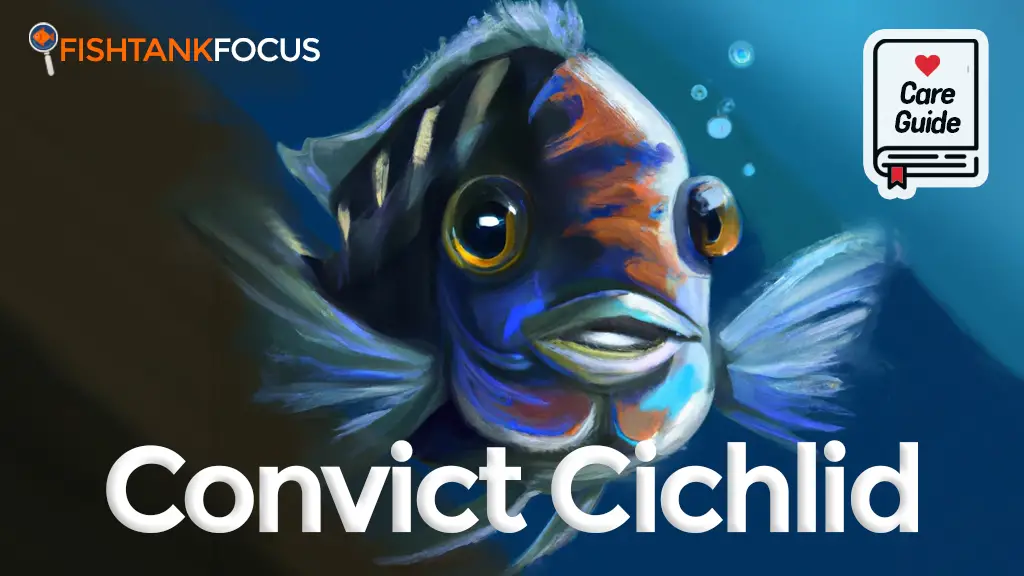 Convict Cichlid Care Guide