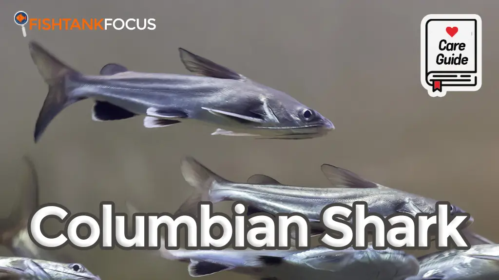Columbian Shark Care Guide
