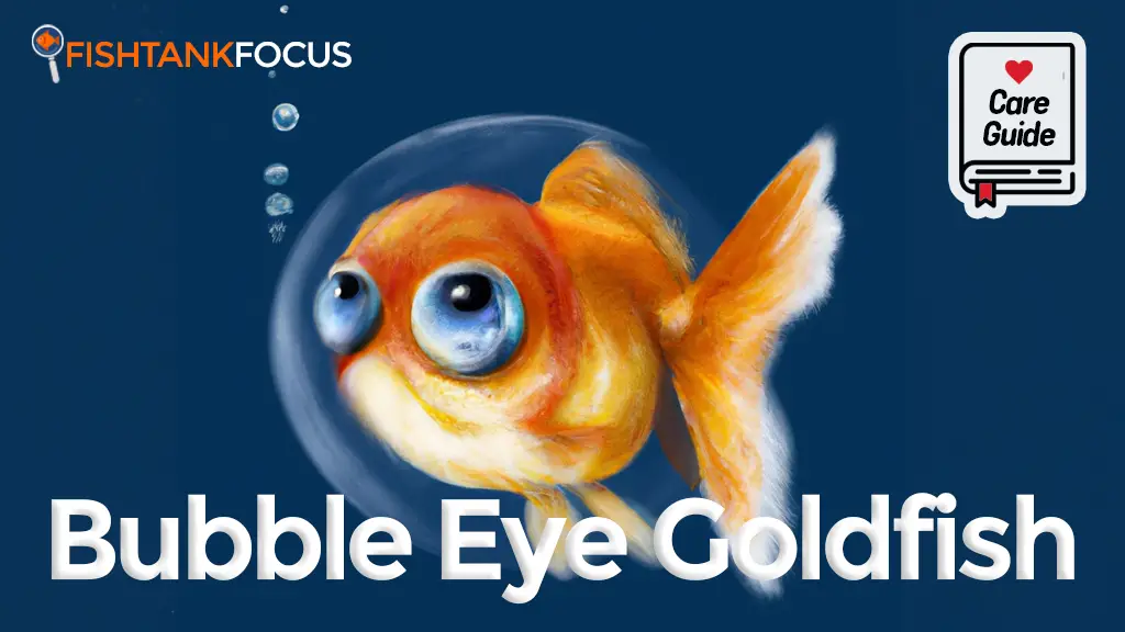 Bubble Eye Goldfish Care Guide