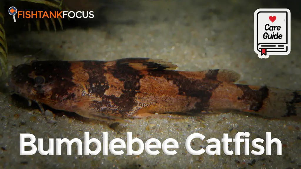 Bumblebee Catfish Care Guide