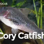 Cory Catffish Care Guide