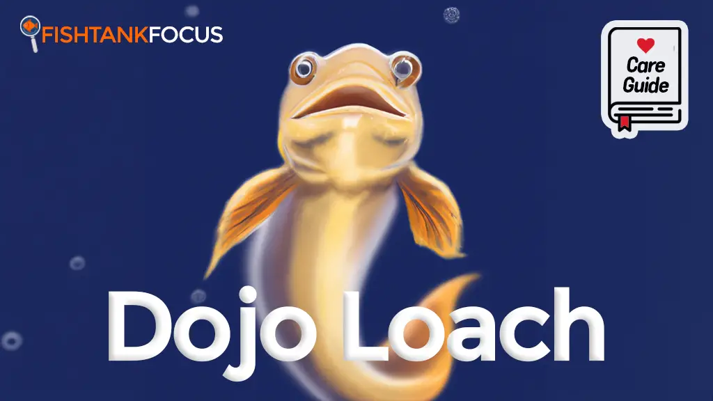 Dojo Loach Care Guide